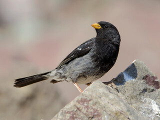 Wildlife. Mourning sierra finch (Rhopospina fruticeti) perched on a rock in the mountain
