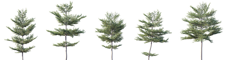 Set of Terminalia mantaly (also known as the Madagascar almond or satellite tree) frontal street trees isolated png on a transparent background perfectly cutout
