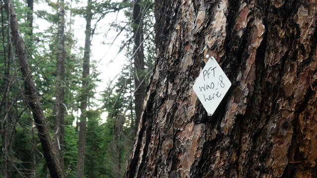 A tree with a sign that says pft was here nailed to it in a forest with green trees in the background