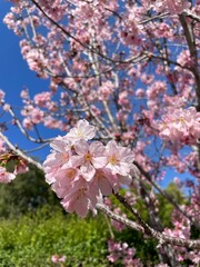 pink cherry blossom tree