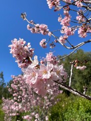 cherry blossom in spring