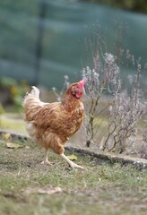 Close-up of a Loman Brown hen in a yard, standing proudly. Graceful, serious, and beautiful domestic chicken in natural environment