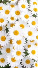 Obraz premium Close-up of many white daisies