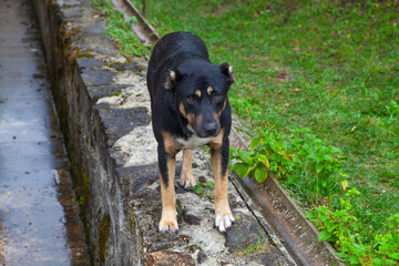 German shepherd dog in the street. Selective focus on the dog