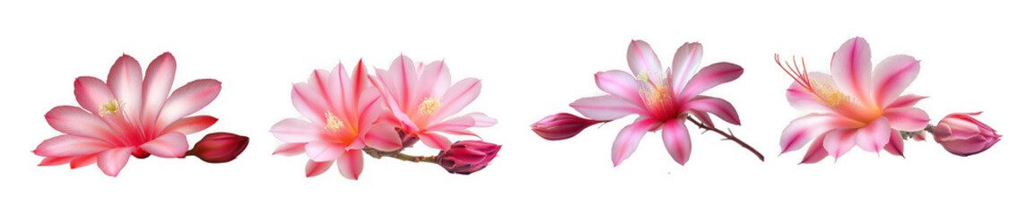 Four delicate pink cactus flowers with buds isolated on transparent background
