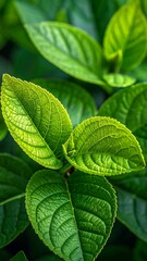 Fototapeta premium Close-up of vibrant green leaves