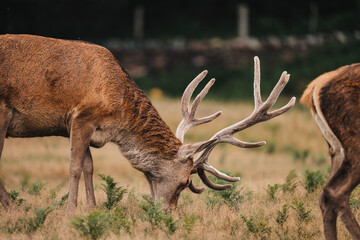 Male red deer with large antlers, buck wildlife photo nature reserve