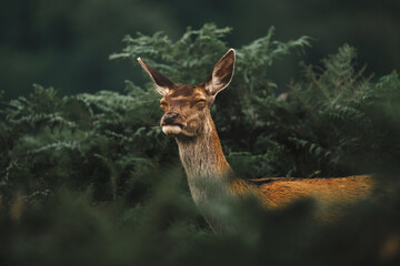 Red deer female in long grass, scenic wildlife wallpaper