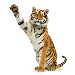 Obraz premium tiger isolated on white background