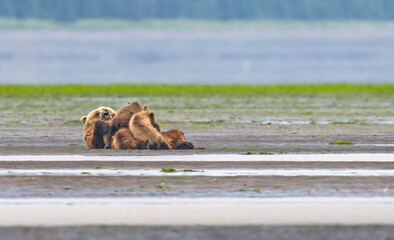 Female Alaskan Brown Bear lying on back on beach nursing two cubs