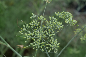 Foeniculum vulgare Miller, fennel seeds, a herbaceous plant with a distinctive aroma, widely used for essential oils and traditional medicine.