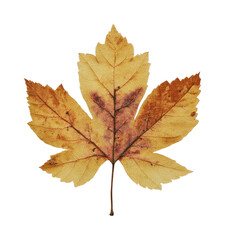 Obraz premium PNG Autumn leaf isolated white background.