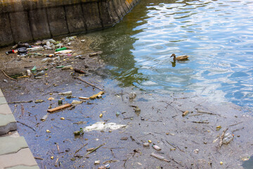 Duck Swimming Amidst Plastic Pollution in Urban Waterway