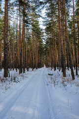 Serene snow-covered path winding through tall pine forest