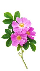 Obraz premium Close-up of three delicate pink wild roses with green leaves on a stem, isolated on white