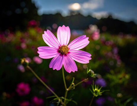 Close-up of a vibrant pink cosmos flower