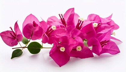 Pink Bougainvillea Flowers Isolated On White Background Clipping Path