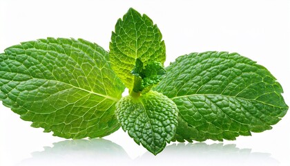 Fresh Mint Leaves Close Up Culinary Herb Aromatic Spearmint Peppermint Ingredient Isolated On Transparent Background