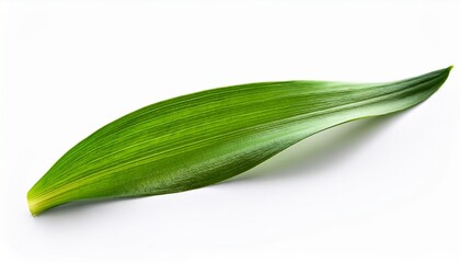 Spring Daffodil Leaf Isolated On White Background