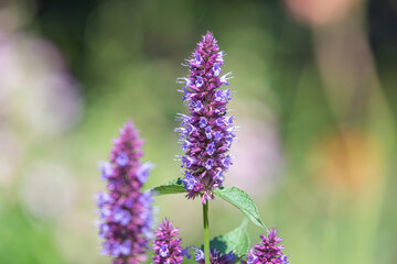 Close up of a beelicious purple agastache flower in bloom