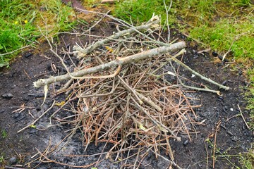 A pile of dry branches for starting a fire.