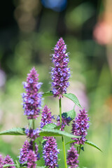 Close up of a beelicious purple agastache flower in bloom