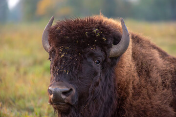 American bison at sunrise in Elk Island National Park, Alberta Canada