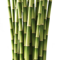 Fototapeta premium Zen Growth: Vibrant Green Bamboo Shoots on White