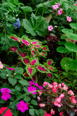 Flowers in the garden