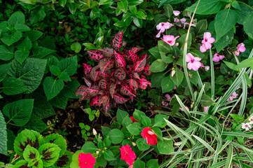 Flowers in the garden
