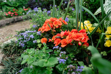 Flowers in the garden