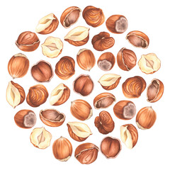 Round backdrop of peeled, whole, halved and crushed hazelnuts. Hand drawn watercolor illustration of organic food on isolated background. Edible raw seed. Forest filbert nuts for packaging design.