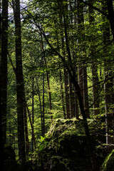 bosco del lago di fusine, tarvisio