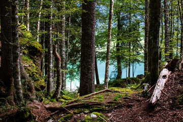 bosco con lago di fusine sullo sfondo, tarvisio