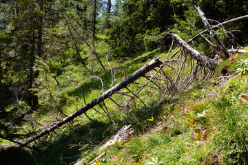 veduta e bosco del monte lussari, tarvisio