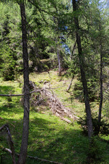 veduta e bosco del monte lussari, tarvisio