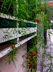 Obraz premium A blooming green, delicate bush with red berries against a window. Blooming city