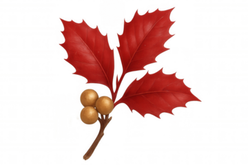 Holly sprig with red leaves and golden berries representing christmas, winter holidays, and festive decoration