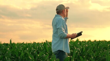Farmer businessman working in corn field with digital tablet, agriculture. Farmer with computer tablet evaluates green corn shoots in field at sunset. Organic grain. Technology, agricultural business. - Powered by Adobe