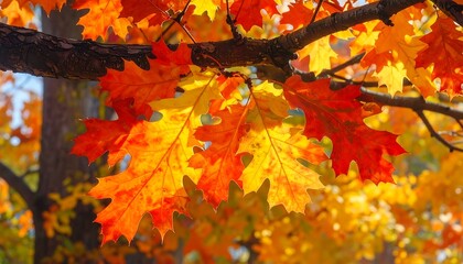 Fototapeta premium Vibrant fall foliage on branches