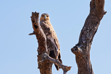 tawny eagle or aquila rapax bird perched in tree gazing at camera