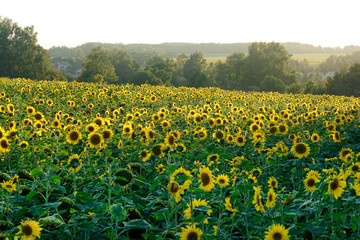 Obraz premium A field of sunflowers in the summer in the rays of the setting sun