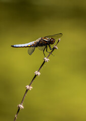 macro di libellula su ramoscello