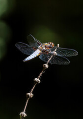 macro di libellula su sfondo scuro