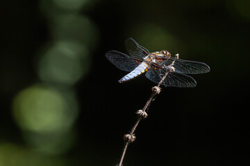 macro di libellula su sfondo scuro