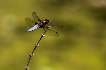 macro di libellula su ramoscello