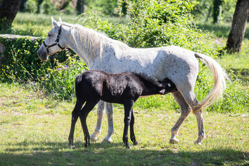 cavallo lipizzano con cucciolo