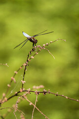 macro di libellula su ramoscello