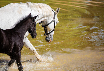cavallo lipizzano con cucciolo