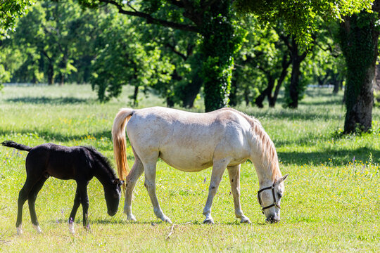 cavallo lipizzano con cucciolo
